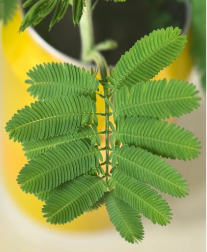 含羞草：叶片藏趣，自然灵动的观赏性植物