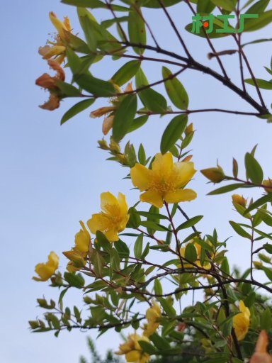 金丝桃：仲夏鎏金花海！集颜值、药用、园林价值于一身的宝藏植物