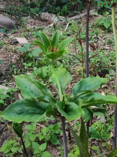 深山 &ldquo;救命草&rdquo; ，神农四宝之一：七叶一枝花！别名重楼、独脚莲