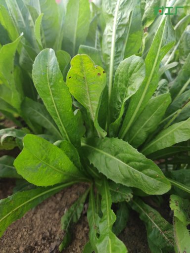 菊苣（苦苣）：药食两用的天然好物