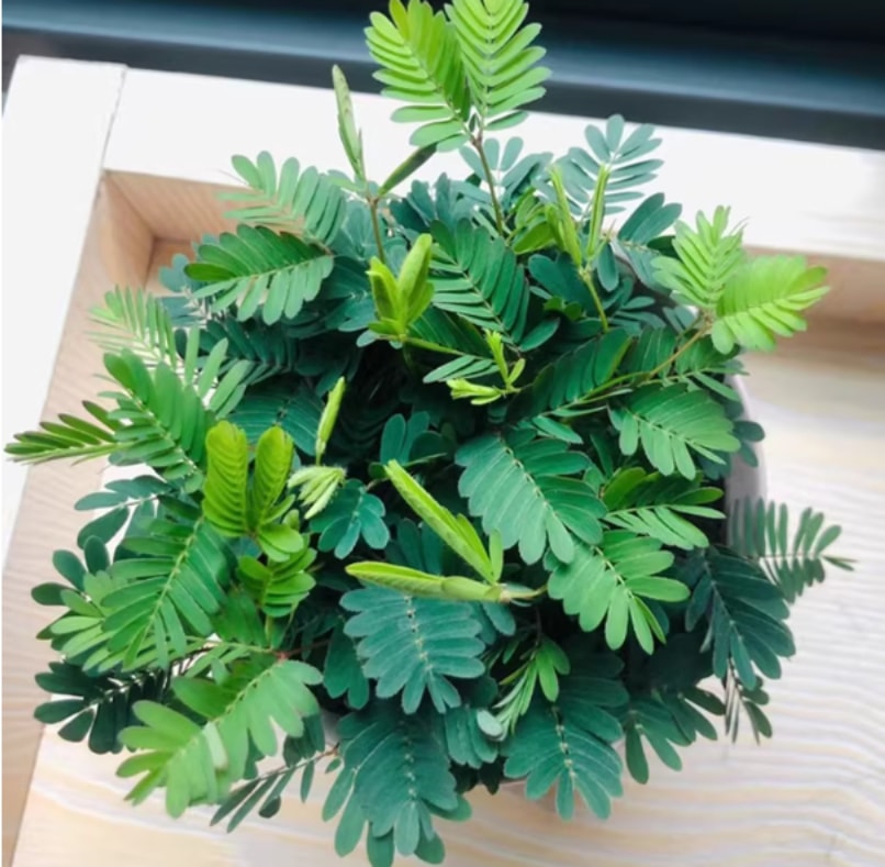 害羞草盆栽 害羞草 - 植物 - 图片1