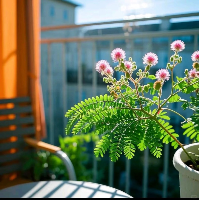 害羞草盆栽 害羞草 - 植物 - 图片3