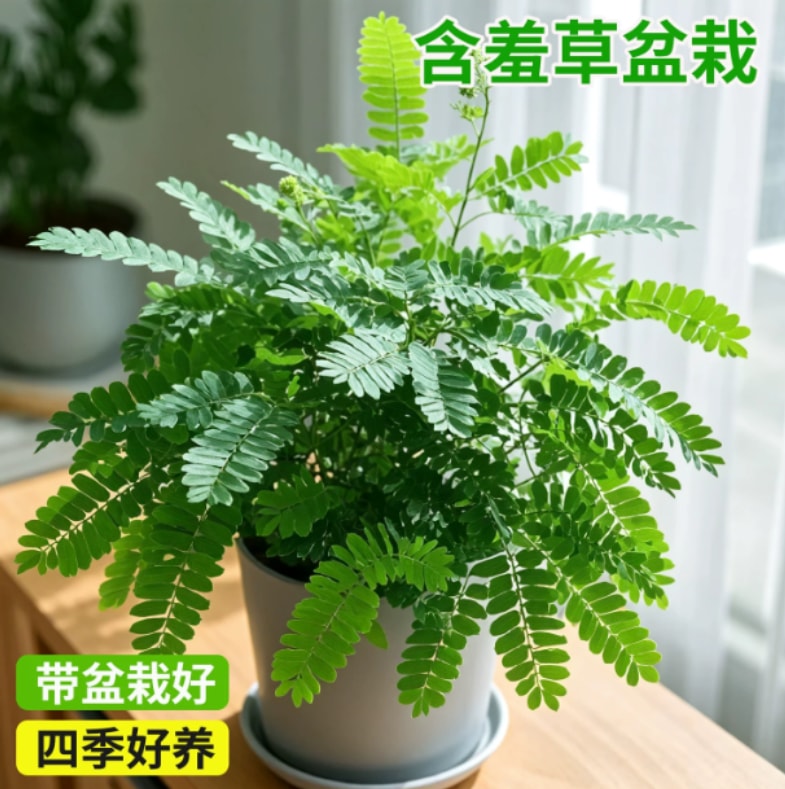 害羞草盆栽 害羞草 - 植物 - 图片6