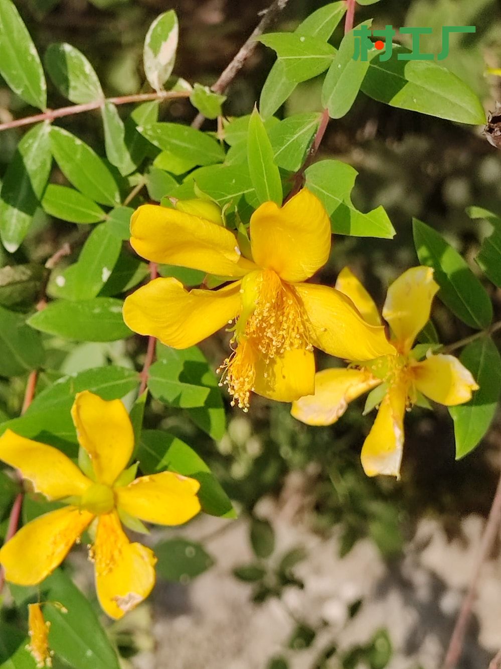金丝桃金丝莲五心花 花苗植物干药材花卉盆栽
