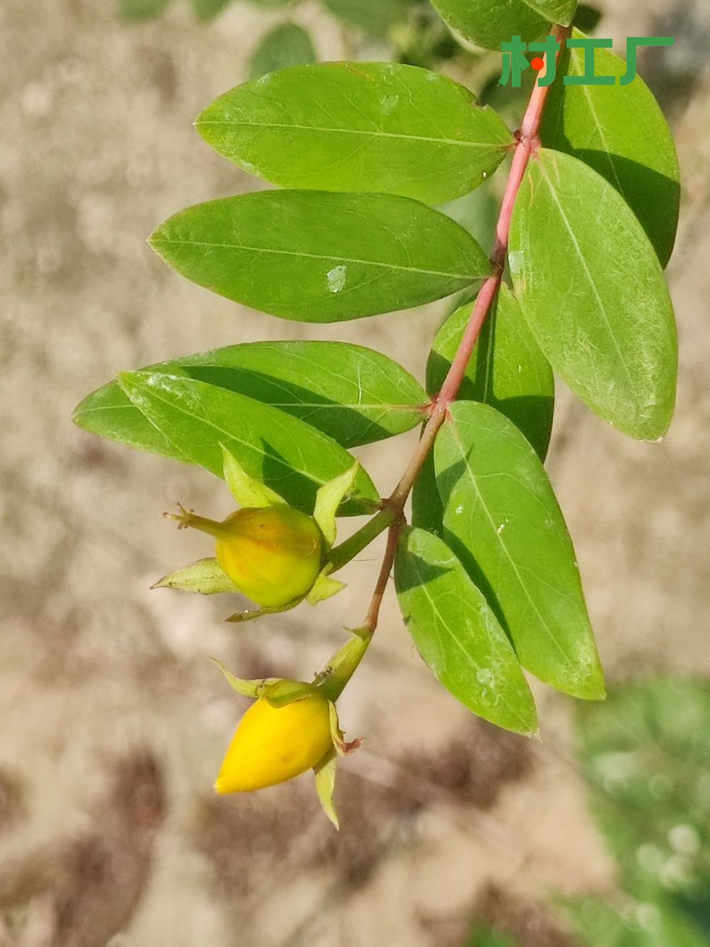 金丝桃金丝莲五心花 花苗植物干药材花卉盆栽 - 植物 - 图片2