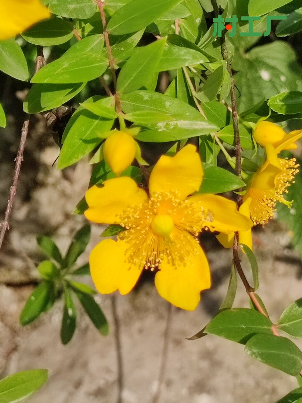 金丝桃金丝莲五心花 花苗植物干药材花卉盆栽 - 植物 - 图片3