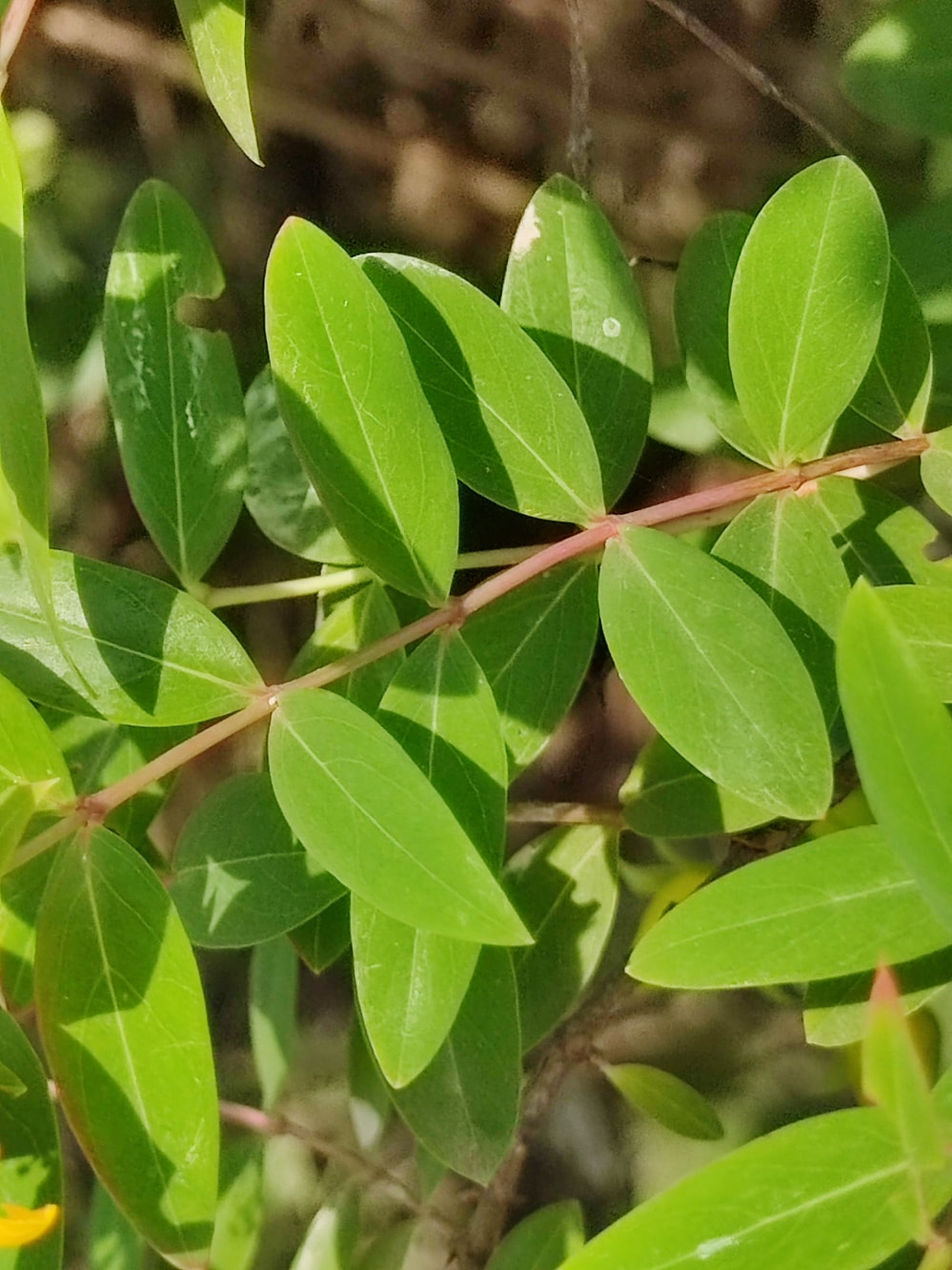 金丝桃金丝莲五心花 花苗植物干药材花卉盆栽 - 植物 - 图片4
