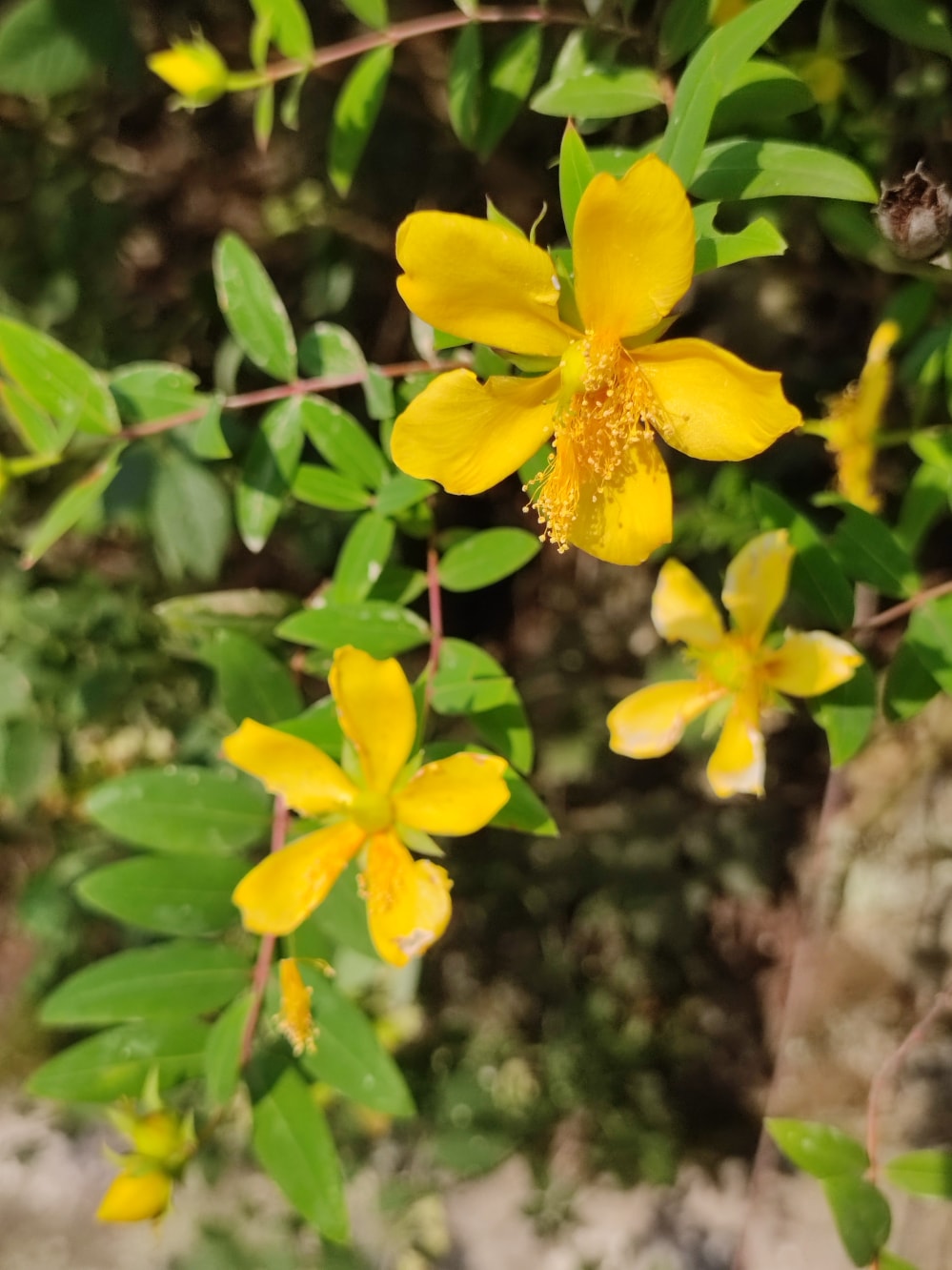 金丝桃金丝莲五心花 花苗植物干药材花卉盆栽 - 植物 - 图片5