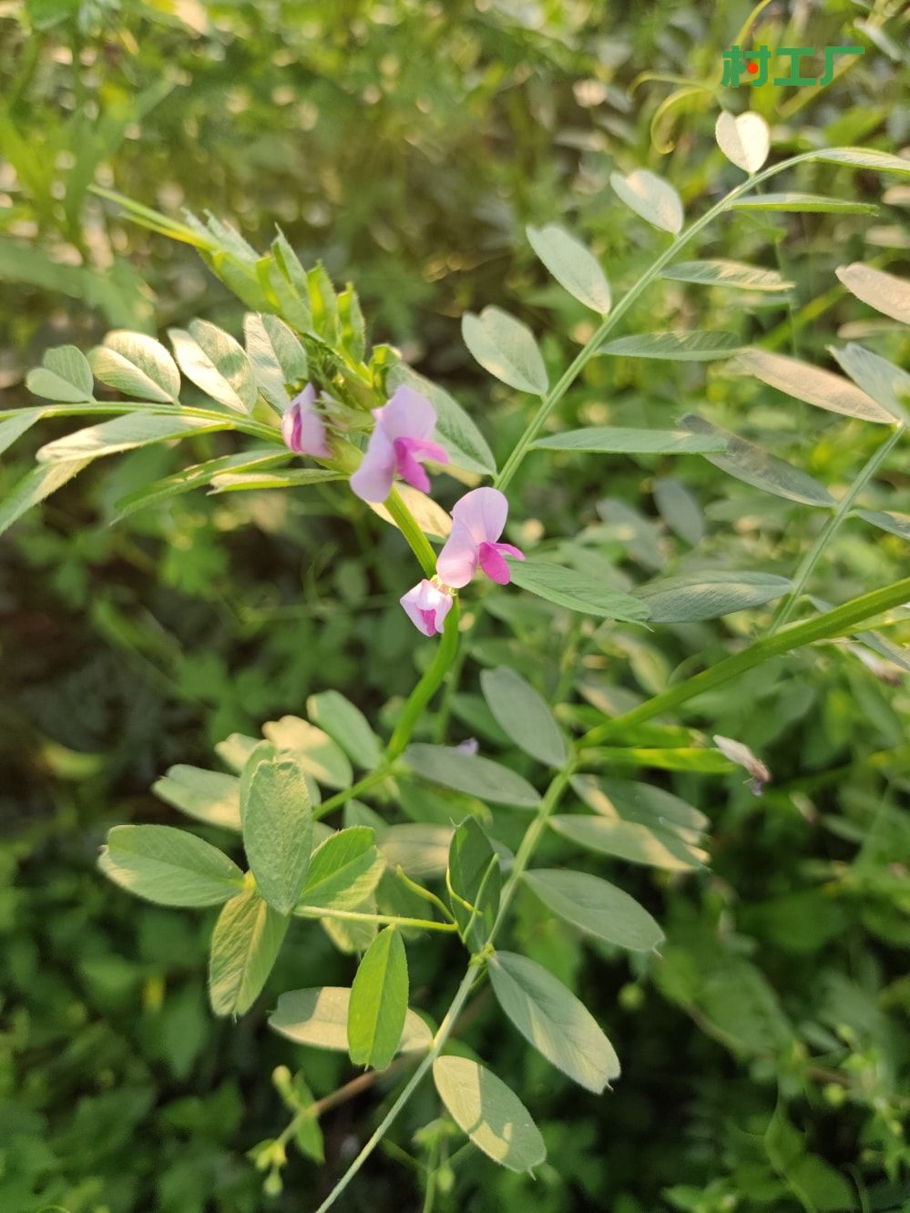野豌豆：薇，滇野豌豆、黑荚巢菜