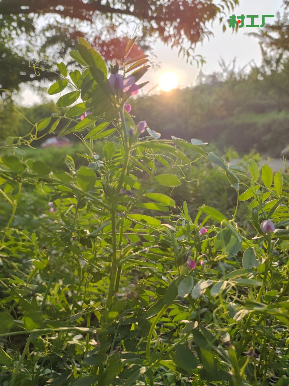 野豌豆：薇，滇野豌豆、黑荚巢菜 - 植物 - 图片2