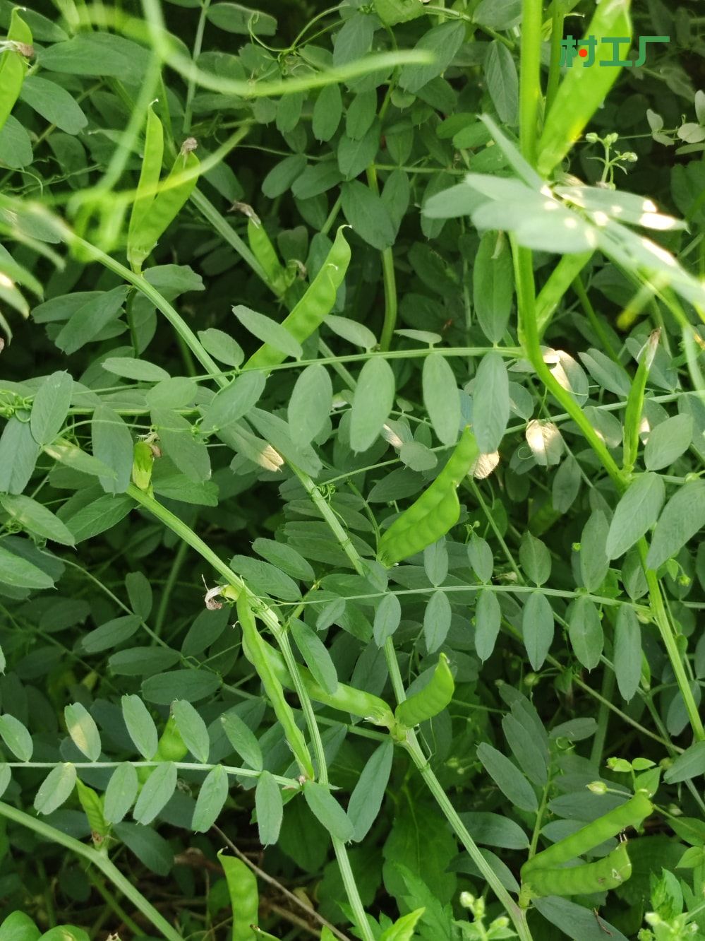 野豌豆：薇，滇野豌豆、黑荚巢菜 - 植物 - 图片3