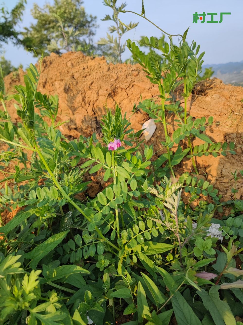 野豌豆：薇，滇野豌豆、黑荚巢菜 - 植物 - 图片4