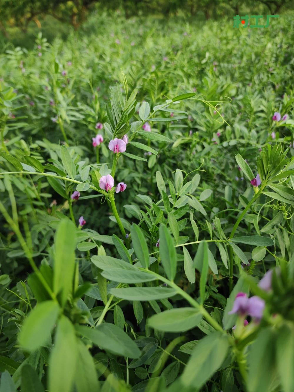 野豌豆：薇，滇野豌豆、黑荚巢菜 - 植物 - 图片5
