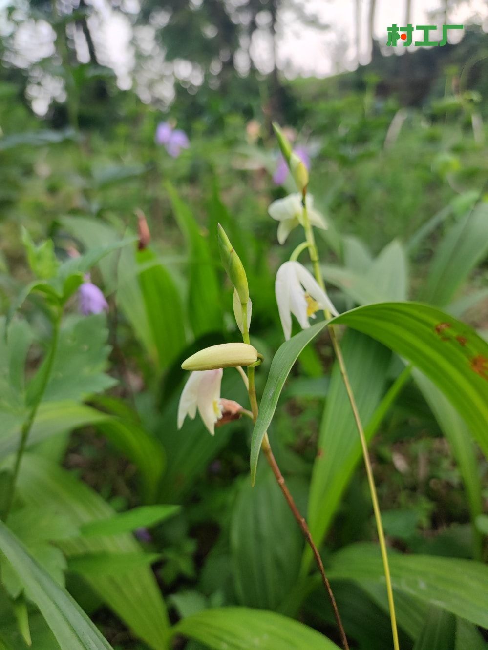 白芨：白及、连及草、白鸡儿 种子活苗