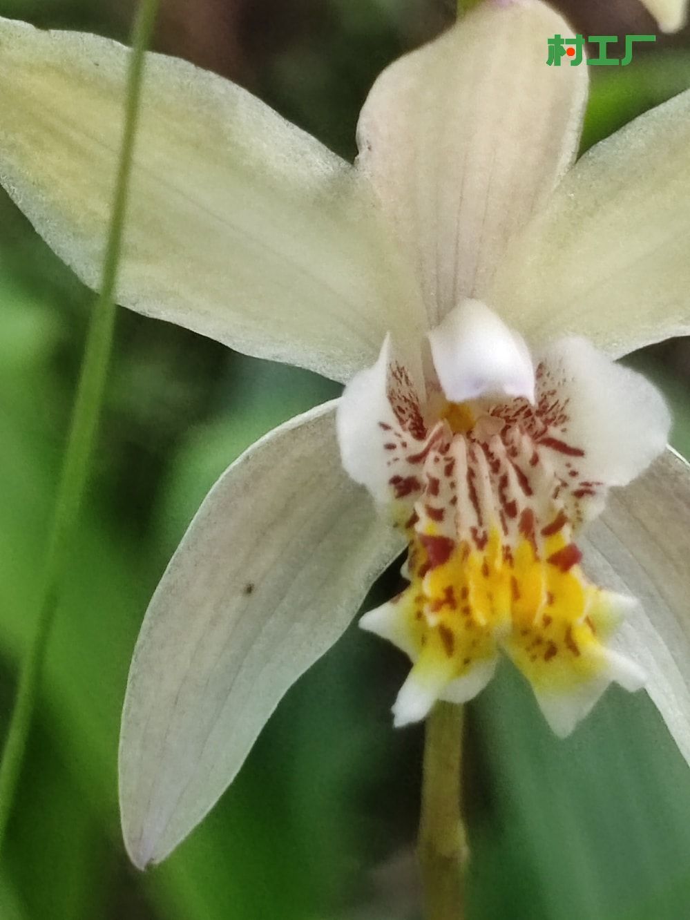 白芨：白及、连及草、白鸡儿 种子活苗 - 植物 - 图片2
