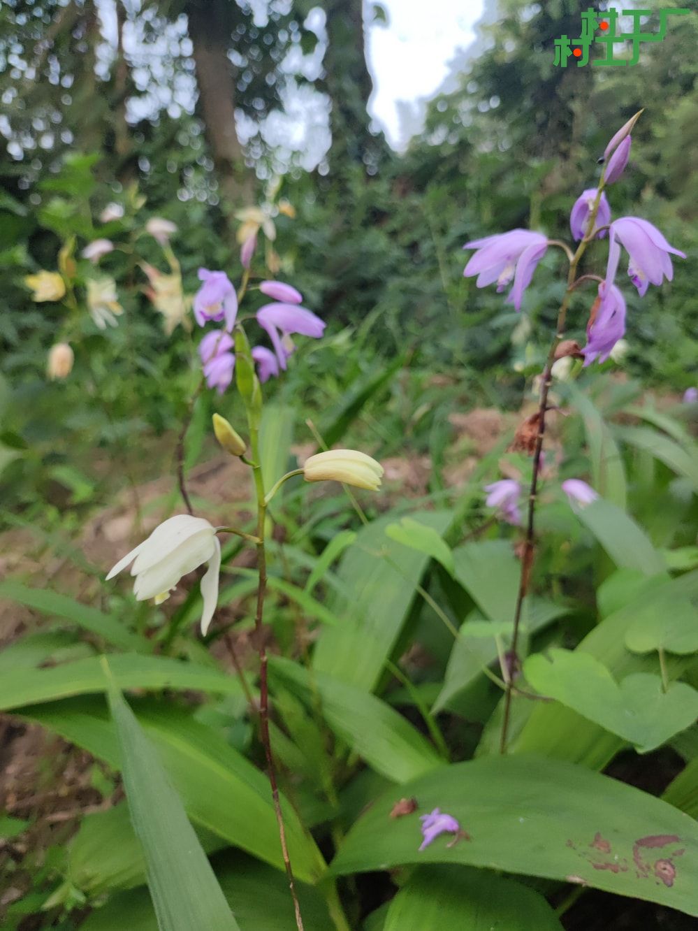 白芨：白及、连及草、白鸡儿 种子活苗 - 植物 - 图片3