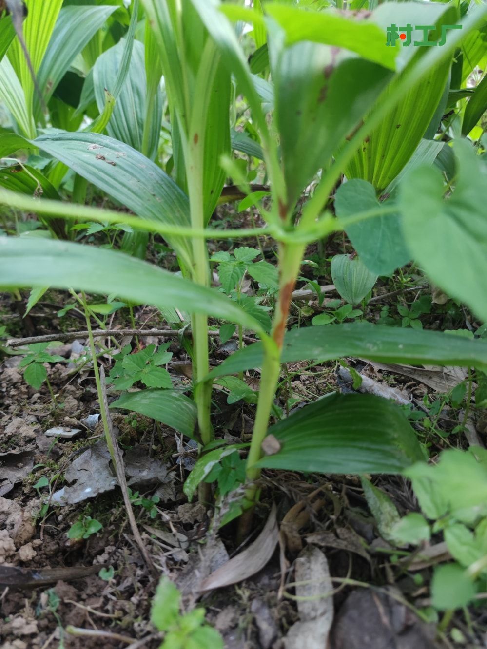 白芨：白及、连及草、白鸡儿 种子活苗 - 植物 - 图片4