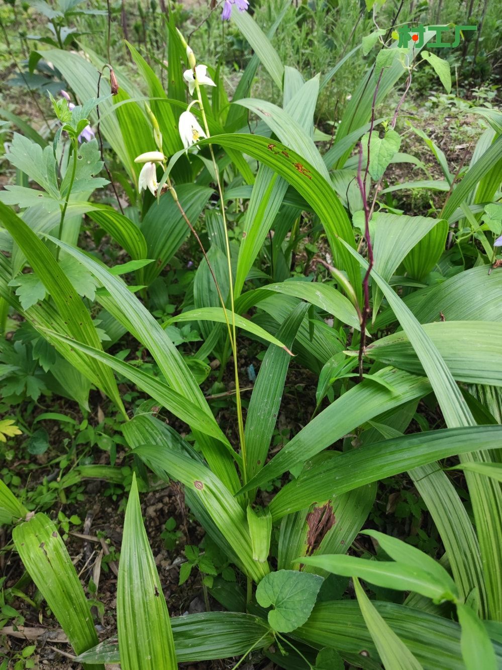 白芨：白及、连及草、白鸡儿 种子活苗 - 植物 - 图片5