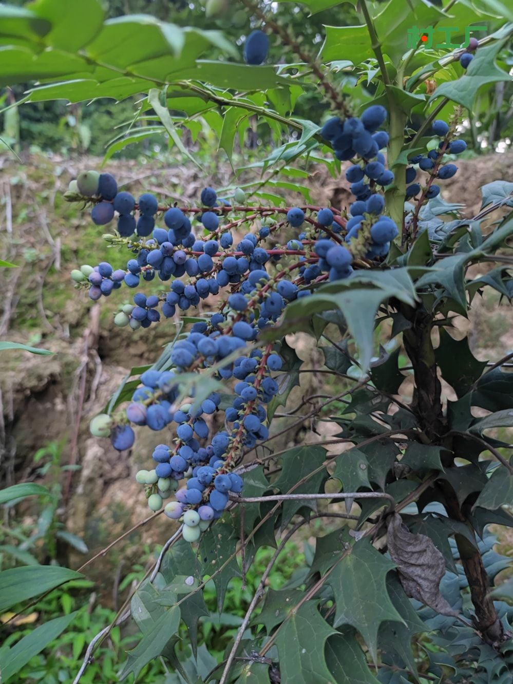十大功劳：黄天竹、土黄柏、刺黄芩、猫儿刺、土黄连、八角刺