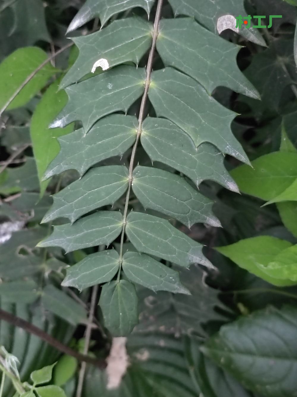 十大功劳：黄天竹、土黄柏、刺黄芩、猫儿刺、土黄连、八角刺 - 植物 - 图片2