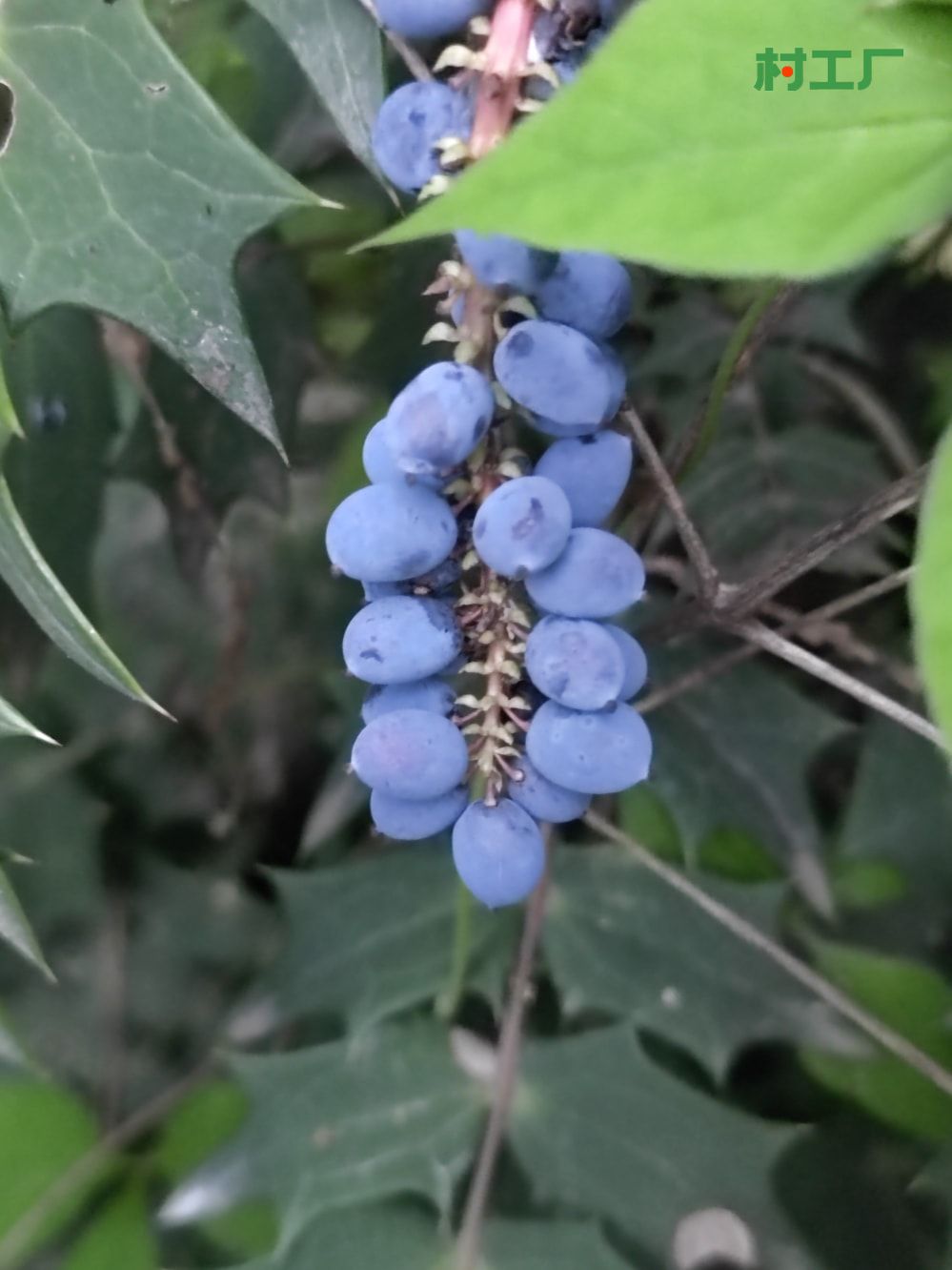 十大功劳：黄天竹、土黄柏、刺黄芩、猫儿刺、土黄连、八角刺 - 植物 - 图片3