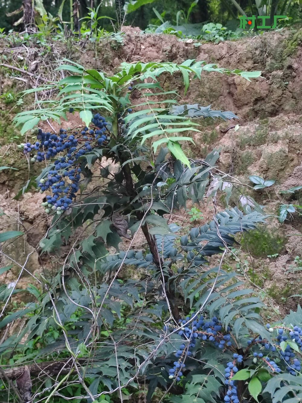 十大功劳：黄天竹、土黄柏、刺黄芩、猫儿刺、土黄连、八角刺 - 植物 - 图片4