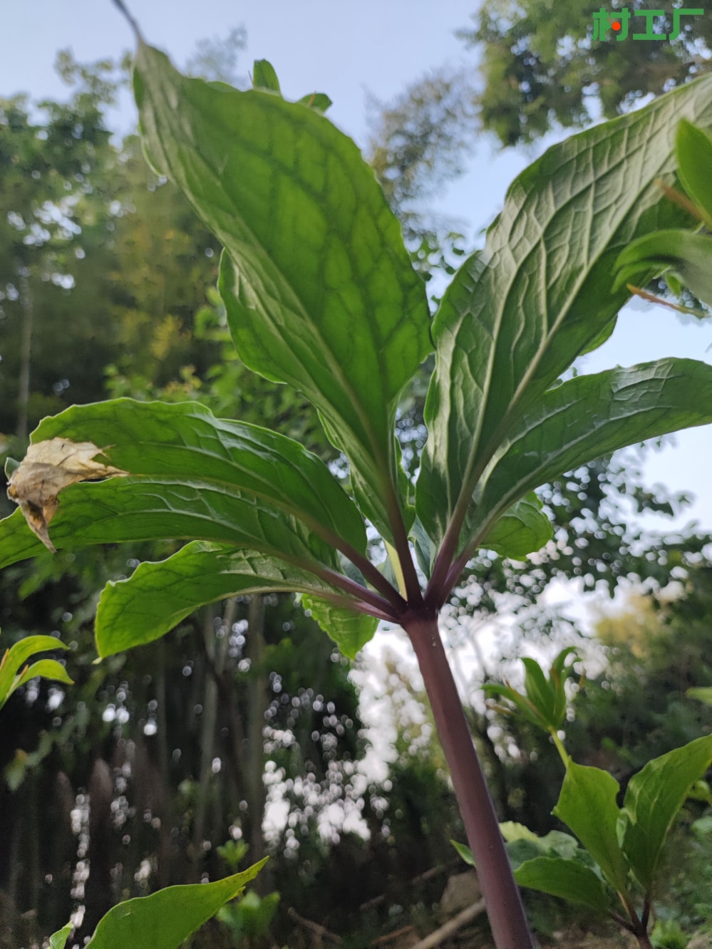 神农四宝之一：救命草、七叶一枝花、重楼 - 植物 - 图片2