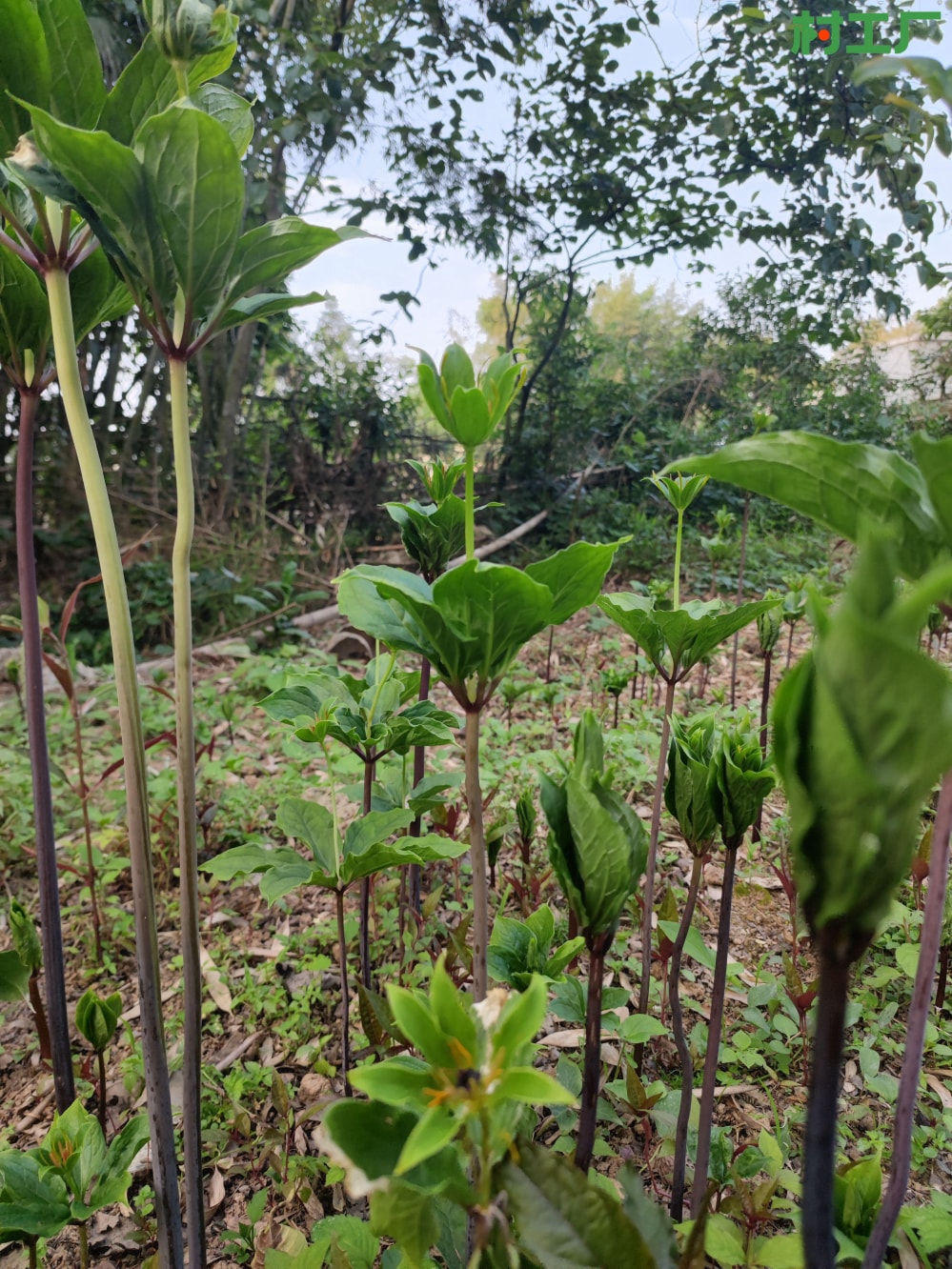 神农四宝之一：救命草、七叶一枝花、重楼 - 植物 - 图片3