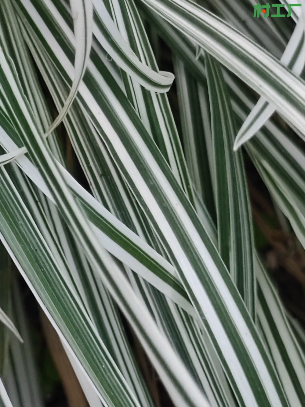 花叶燕麦草：丽蚌草、块茎燕麦草、条纹燕麦草 种子种苗