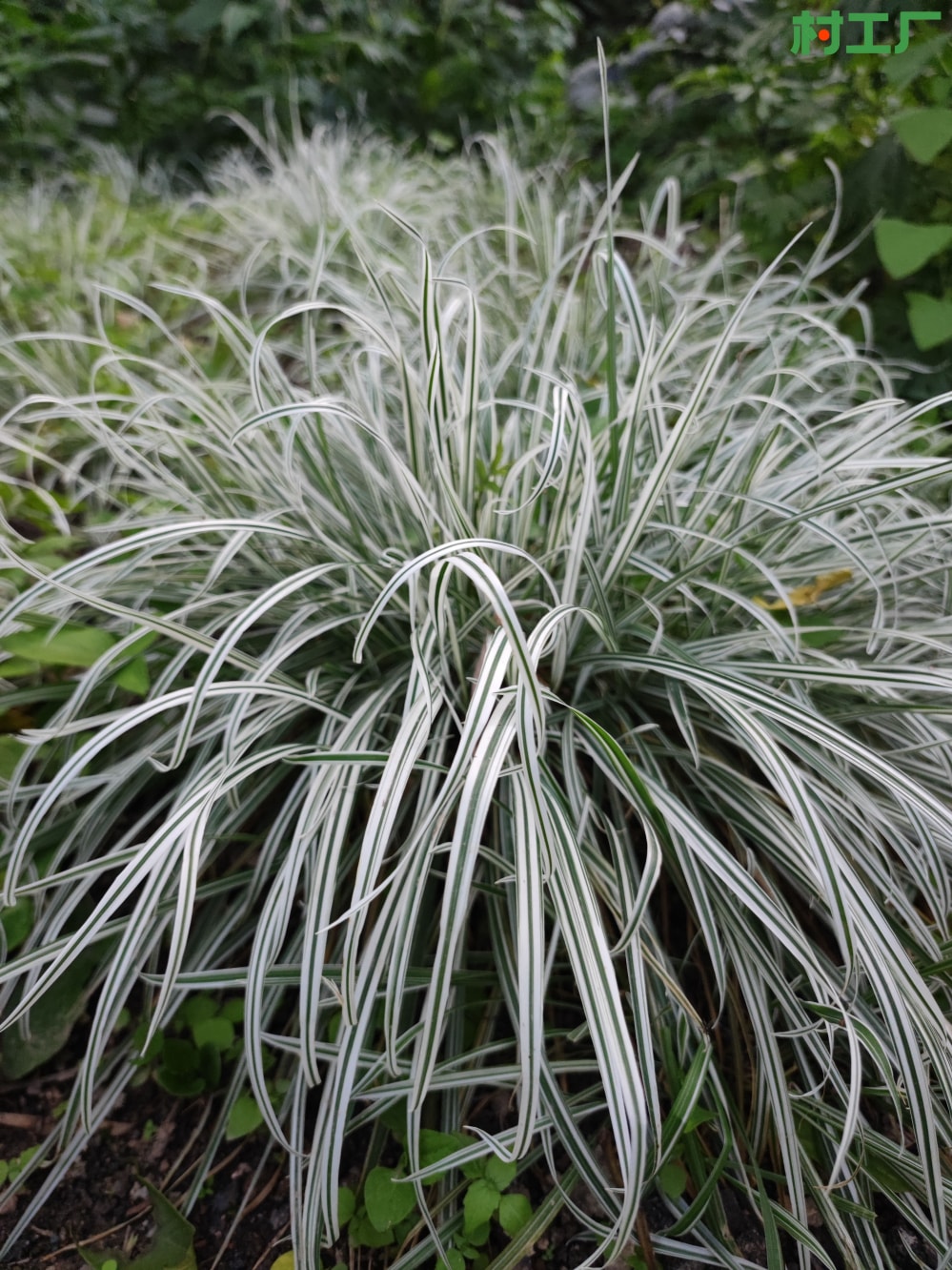 花叶燕麦草：丽蚌草、块茎燕麦草、条纹燕麦草 种子种苗 - 植物 - 图片2