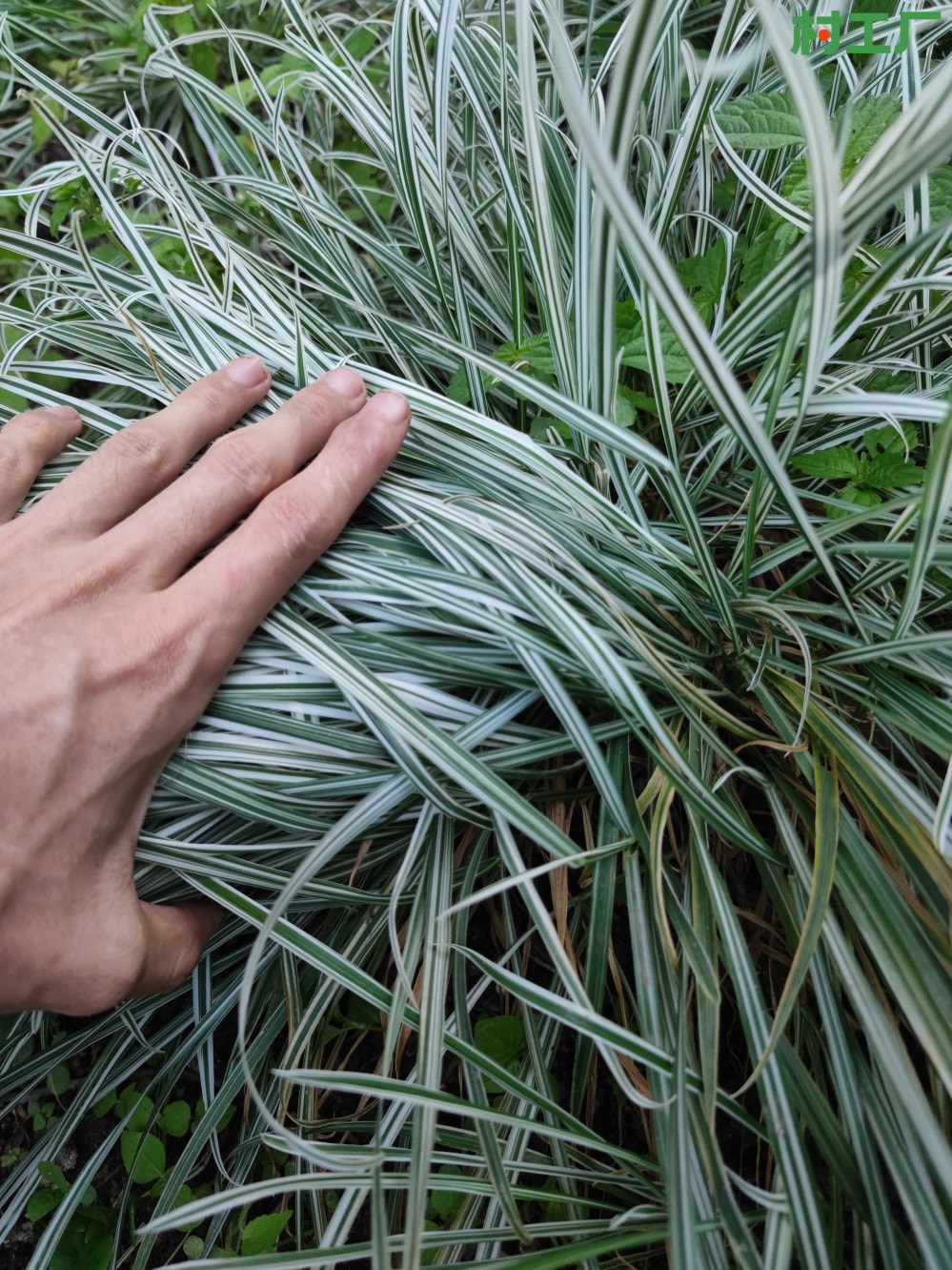 花叶燕麦草：丽蚌草、块茎燕麦草、条纹燕麦草 种子种苗 - 植物 - 图片3