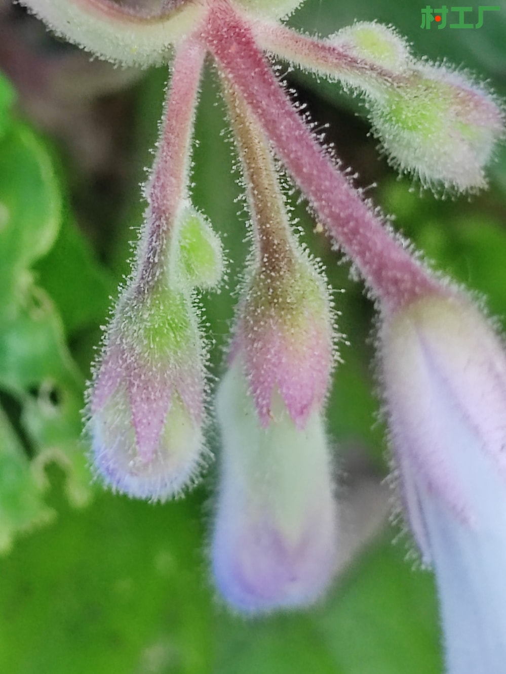 随身急救草：蚂蝗七、牛耳朵、岩白菜  种子种苗 - 植物 - 图片2