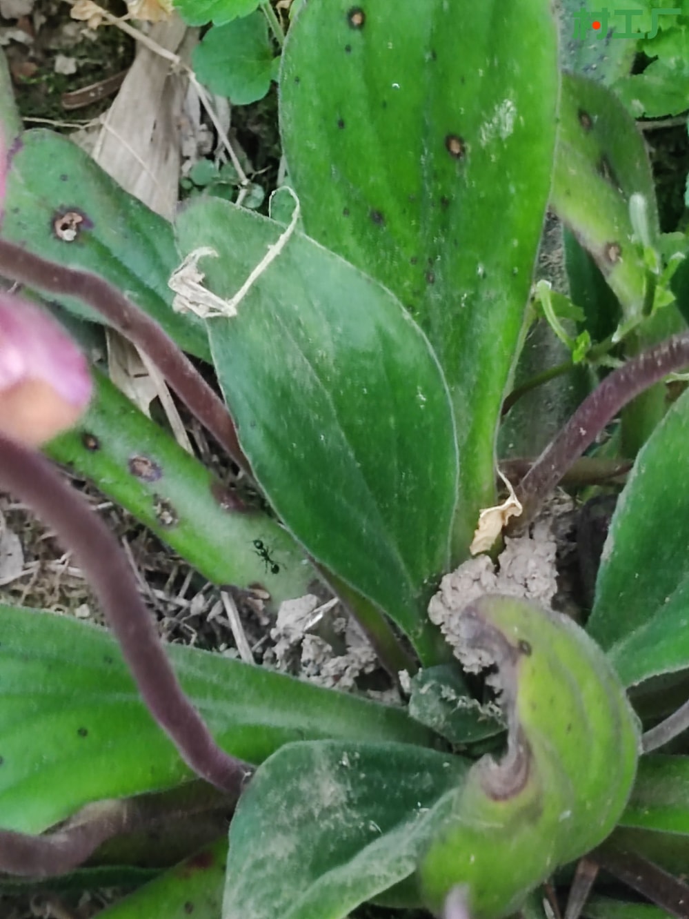随身急救草：蚂蝗七、牛耳朵、岩白菜  种子种苗 - 植物 - 图片3