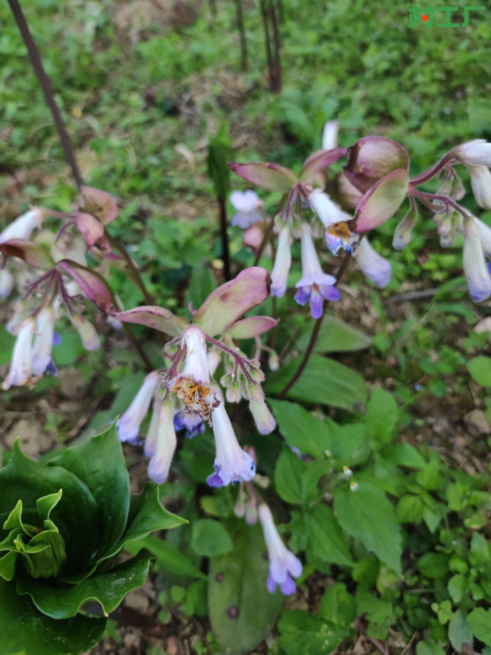 随身急救草：蚂蝗七、牛耳朵、岩白菜  种子种苗 - 植物 - 图片4