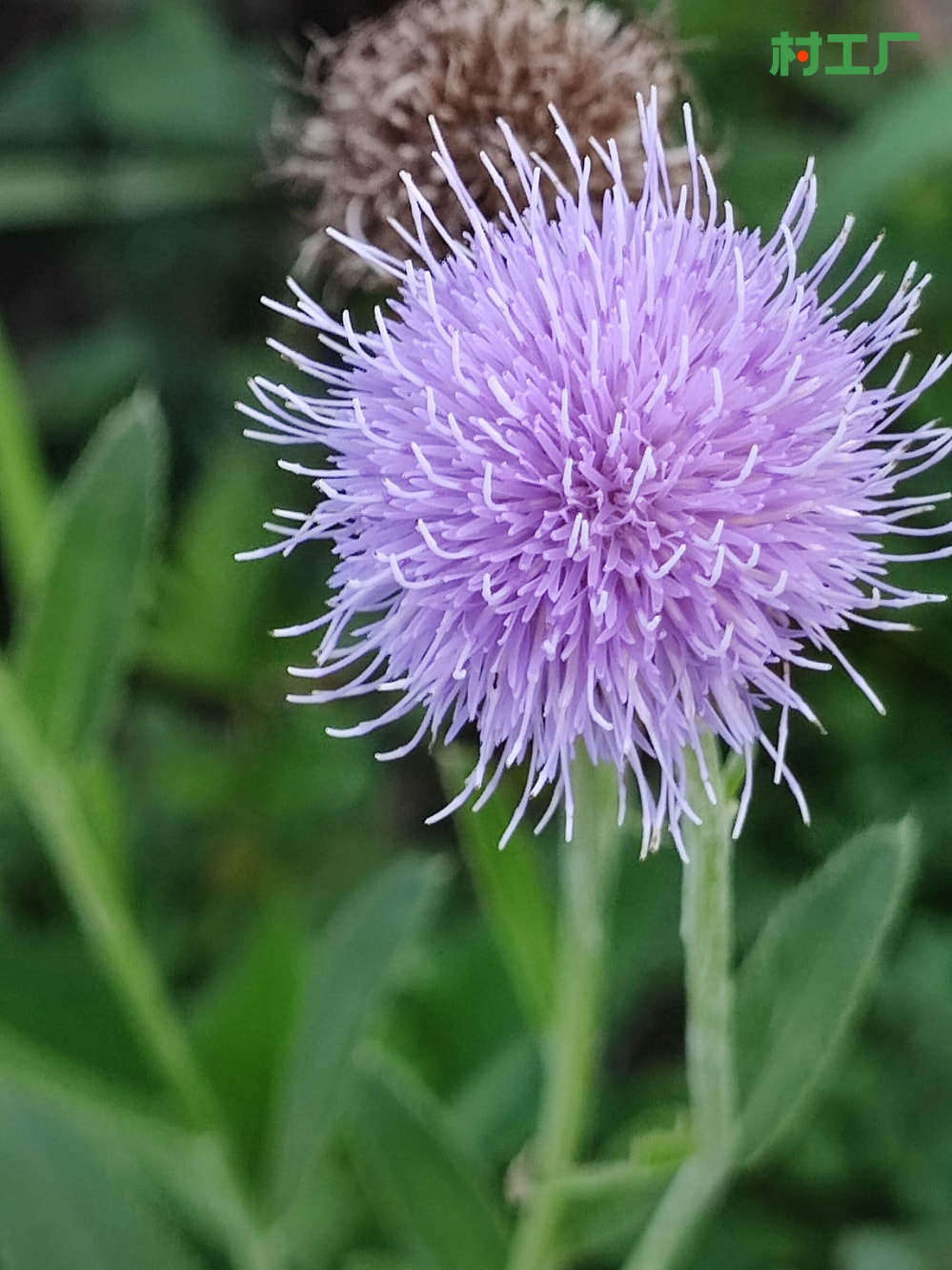 刺儿菜，也叫小蓟、刺狗牙、枪刀菜 种子种苗