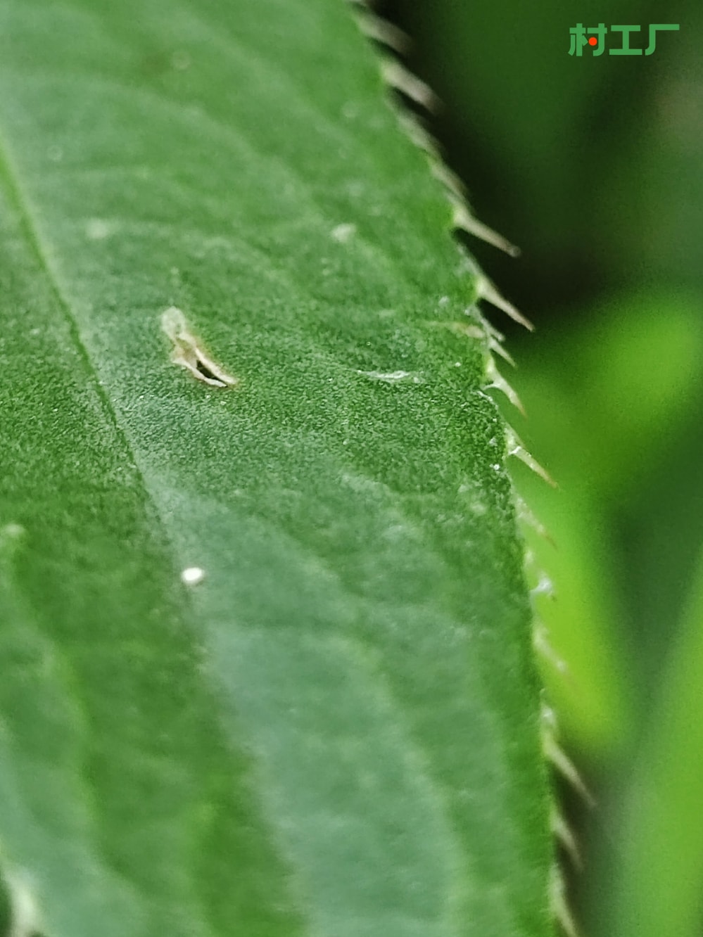 刺儿菜，也叫小蓟、刺狗牙、枪刀菜 种子种苗 - 植物 - 图片2