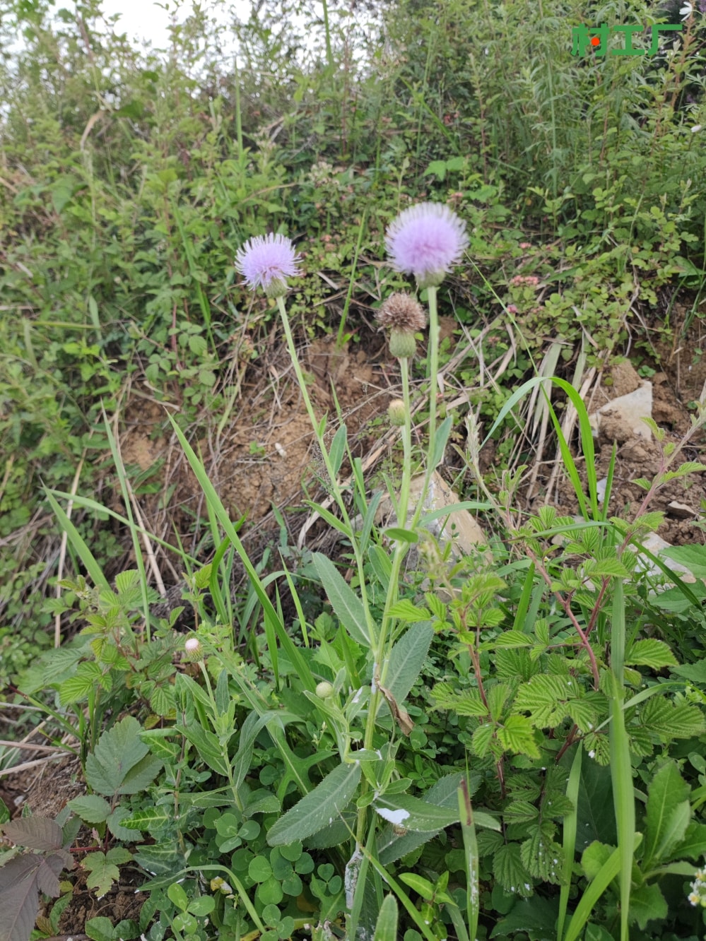 刺儿菜，也叫小蓟、刺狗牙、枪刀菜 种子种苗 - 植物 - 图片3