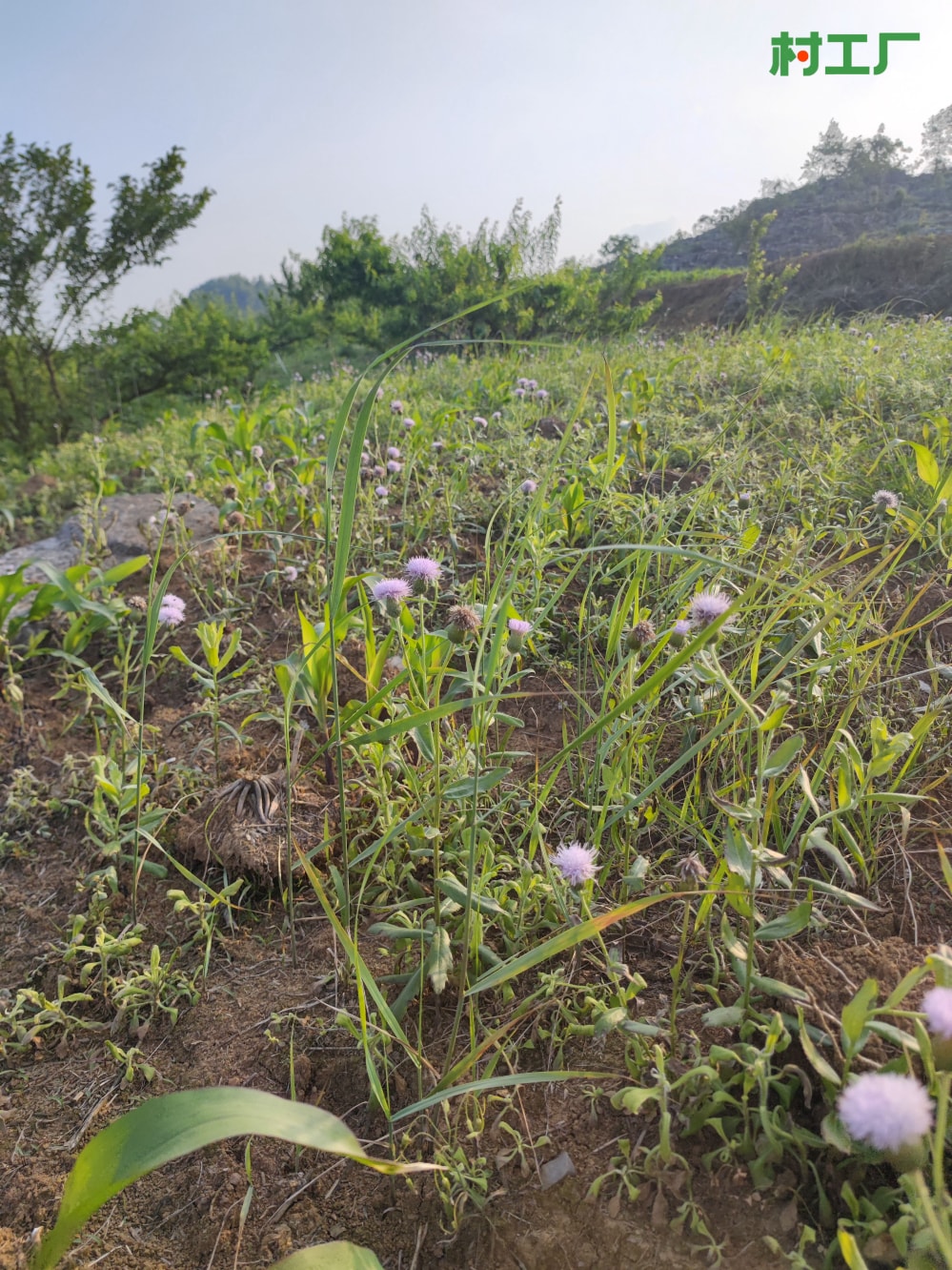 刺儿菜，也叫小蓟、刺狗牙、枪刀菜 种子种苗 - 植物 - 图片4