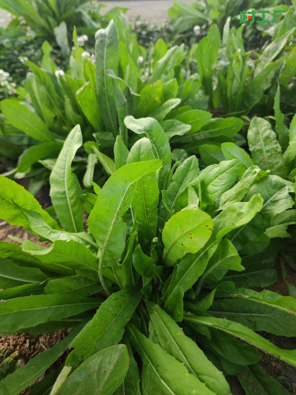 菊苣，也叫苦苣、明目菜、咖啡草 种子种苗 - 植物 - 图片2