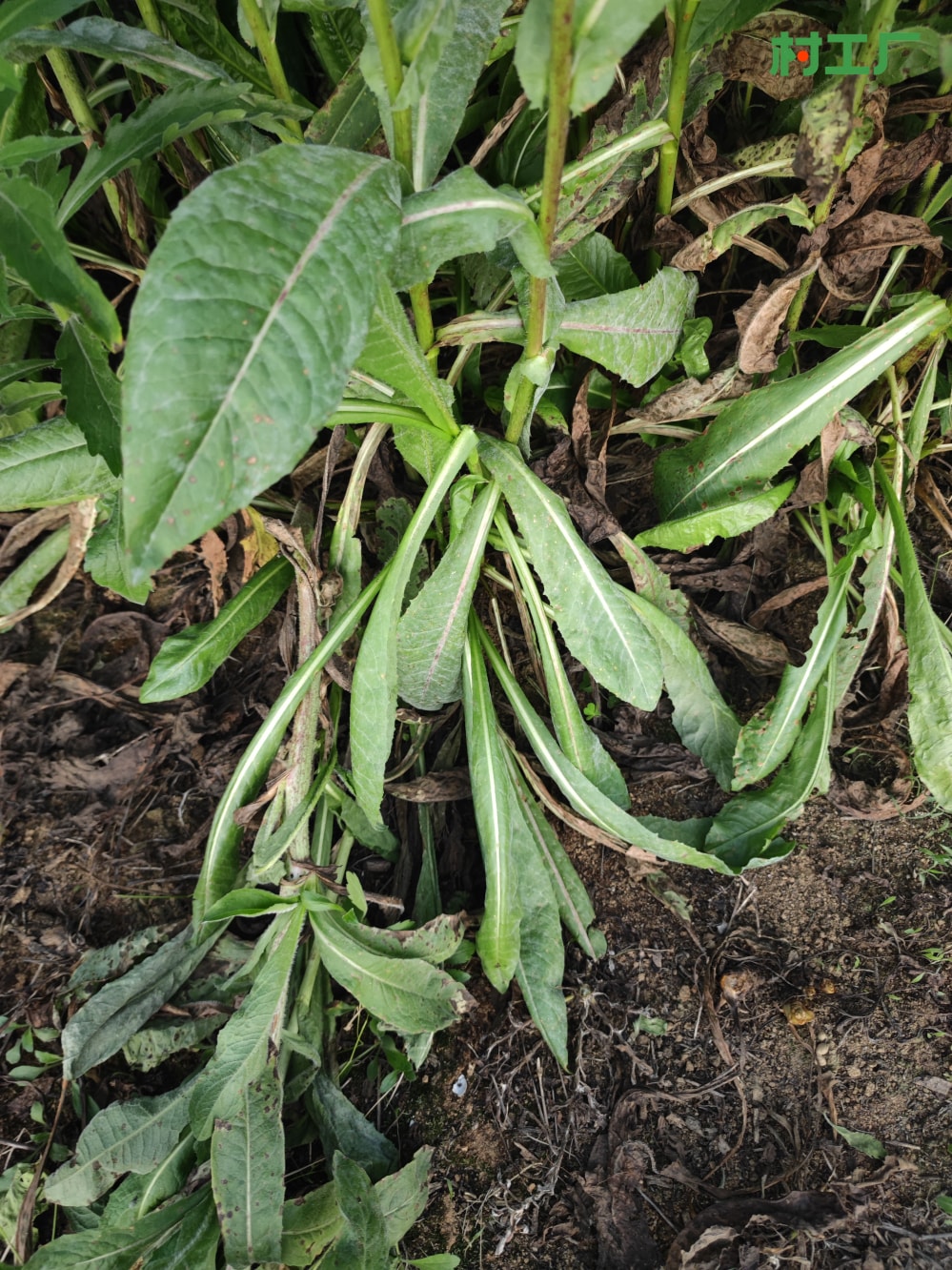 菊苣，也叫苦苣、明目菜、咖啡草 种子种苗 - 植物 - 图片3