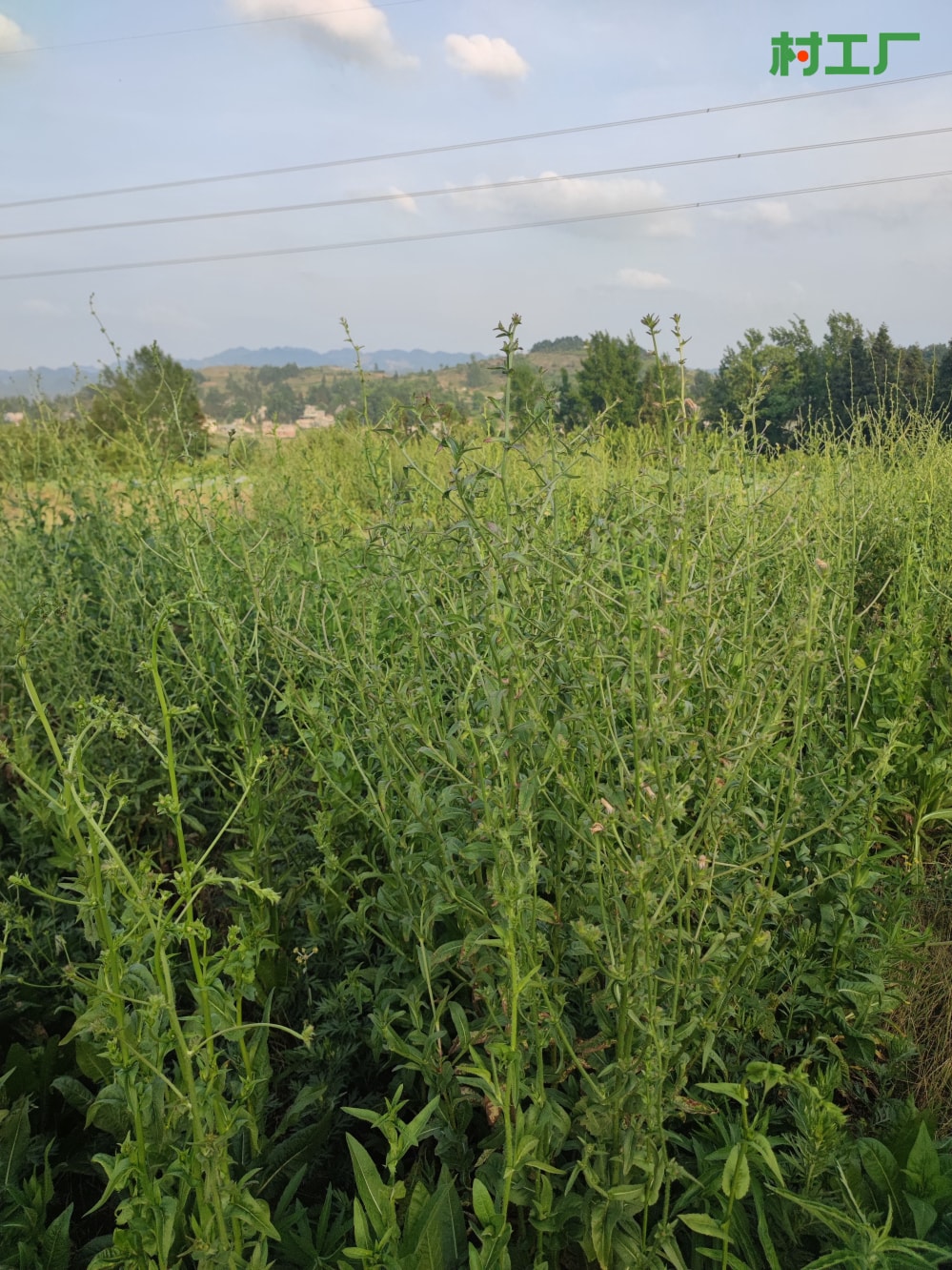 菊苣，也叫苦苣、明目菜、咖啡草 种子种苗 - 植物 - 图片4