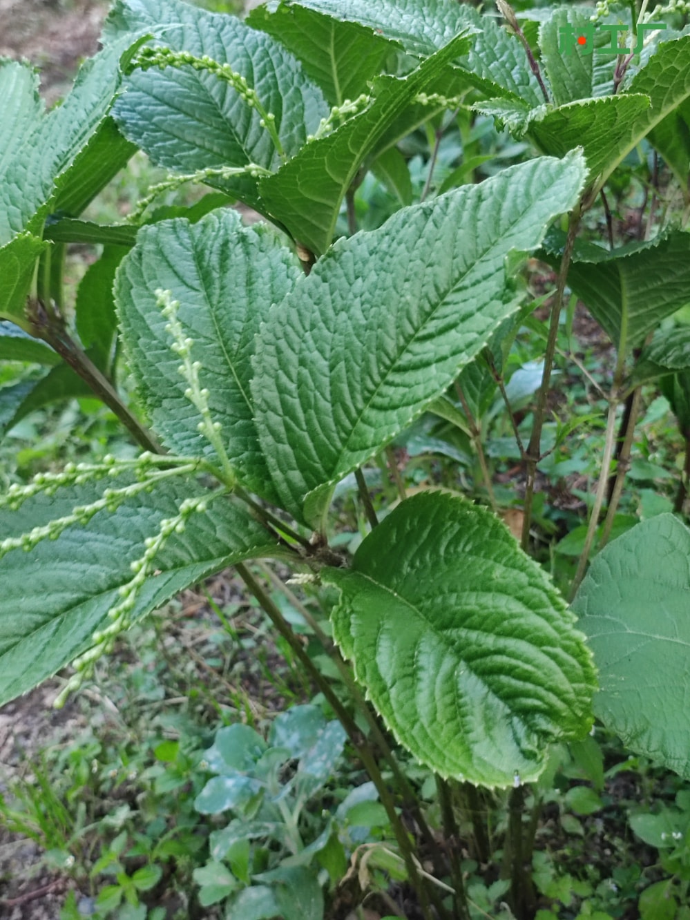 跌打神草：四块瓦，也叫四大金刚、宽叶金粟兰 种子种苗 - 植物 - 图片2