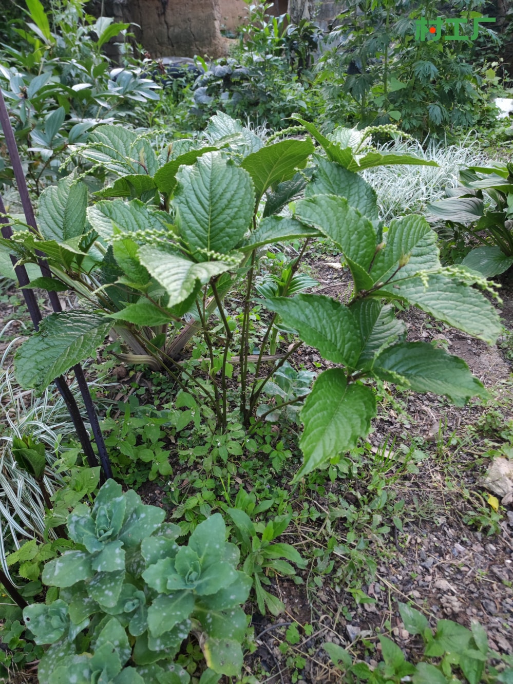 跌打神草：四块瓦，也叫四大金刚、宽叶金粟兰 种子种苗 - 植物 - 图片3