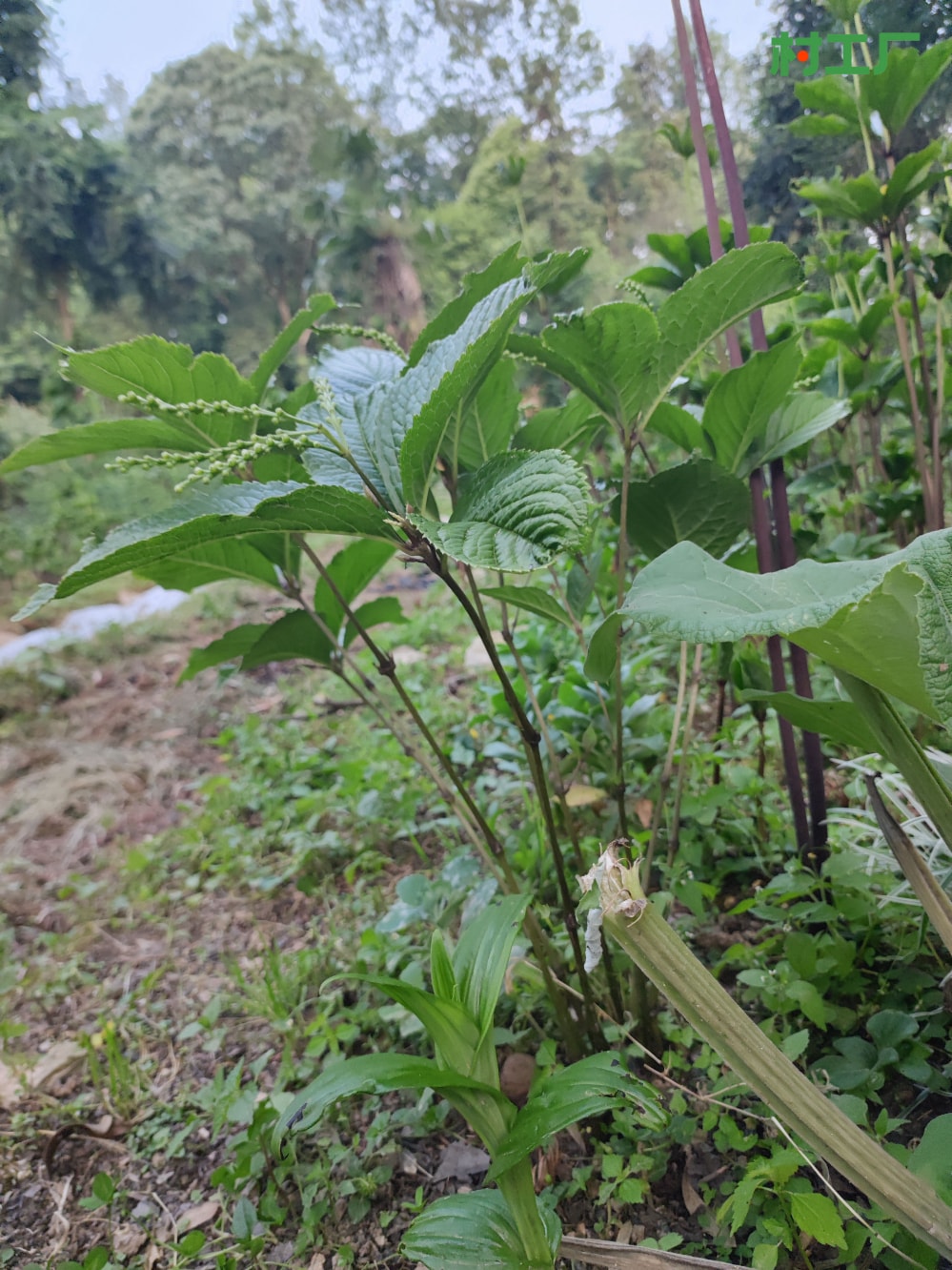 跌打神草：四块瓦，也叫四大金刚、宽叶金粟兰 种子种苗 - 植物 - 图片4